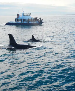 Wale beobachten in Kaikoura